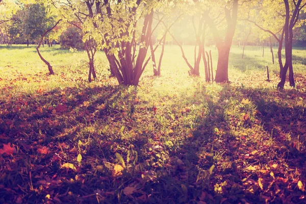 Vista Panorámica Del Hermoso Bosque Dorado Otoño —  Fotos de Stock