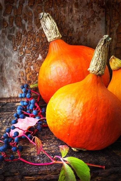 秋の背景で新鮮なオレンジ カボチャ ヒープ — ストック写真