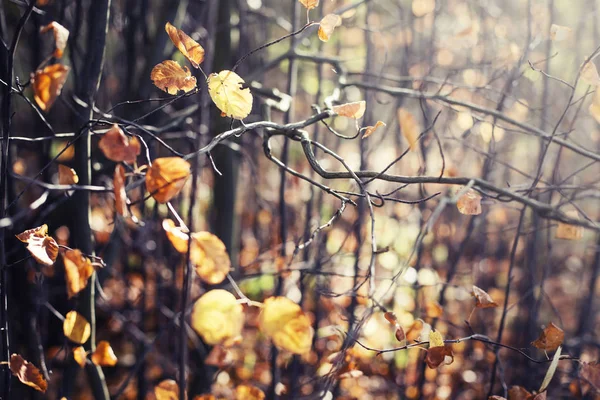 Nahaufnahme Von Zweigen Herbst Goldenen Wald — Stockfoto