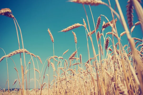 Поле Золотого Урожая Колосьев Пшеницы — стоковое фото