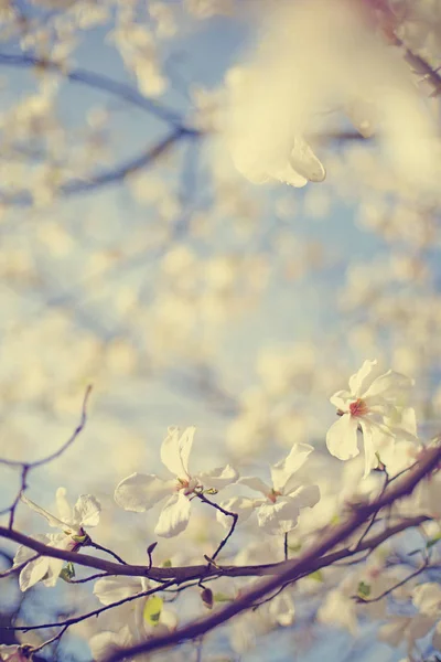 Close Beeld Van Bloemen Bloeiende Boom Tegen Onscherpe Achtergrond — Stockfoto