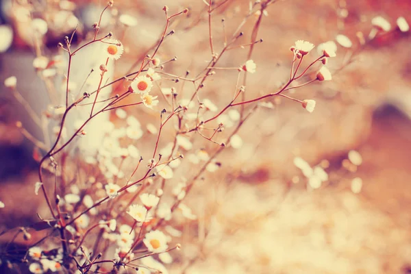 Närbild Bild Blommor Blommande Träd Mot Suddig Bakgrund — Stockfoto