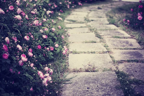 path in garden with blooming pink rose bushes