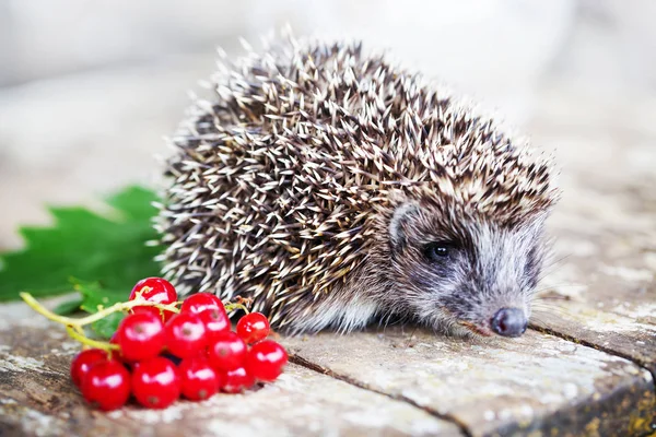 Carino Piccolo Riccio Sfondo Natura — Foto Stock