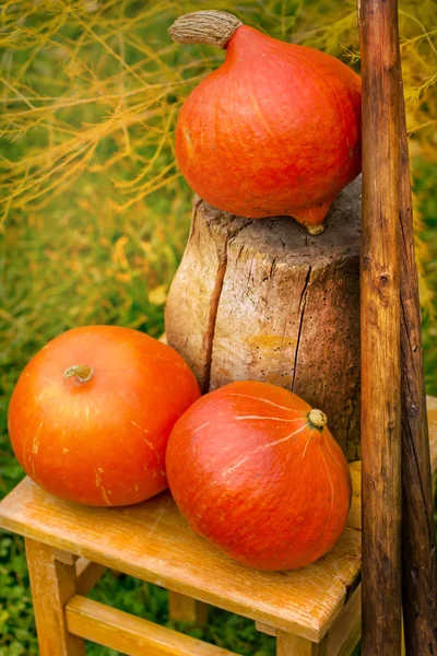 Zucche Arancioni Fresche Sull Erba Nella Stagione Autunnale — Foto Stock