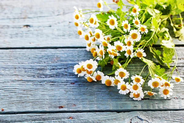 Bunte Und Weiche Gänseblümchen Blumen Auf Holzgrund — Stockfoto