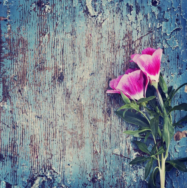 Úžasné Kvetoucí Květiny Listy Byliny — Stock fotografie