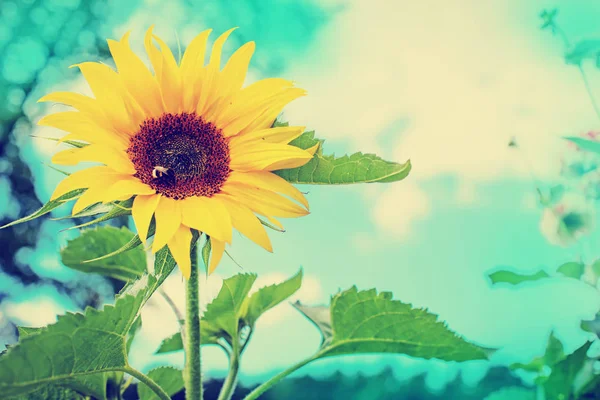 Increíbles Flores Flor Con Follaje Hierbas — Foto de Stock