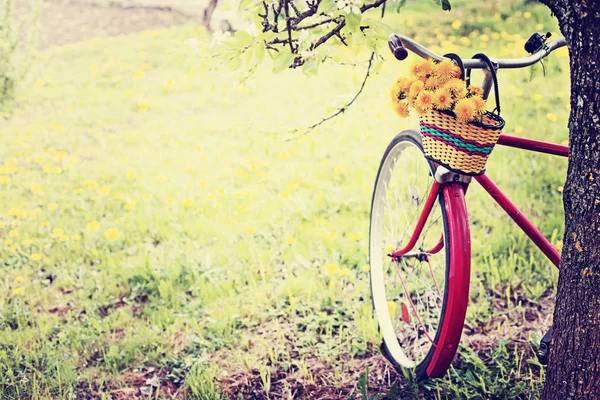 Vue Rapprochée Panier Avec Des Pissenlits Suspendus Sur Vélo Vintage — Photo