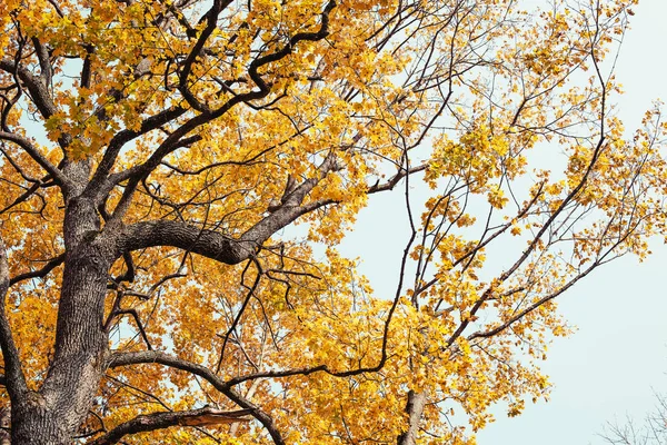 Bottom View Beautiful Golden Autumn Tree Branches — Stock Photo, Image