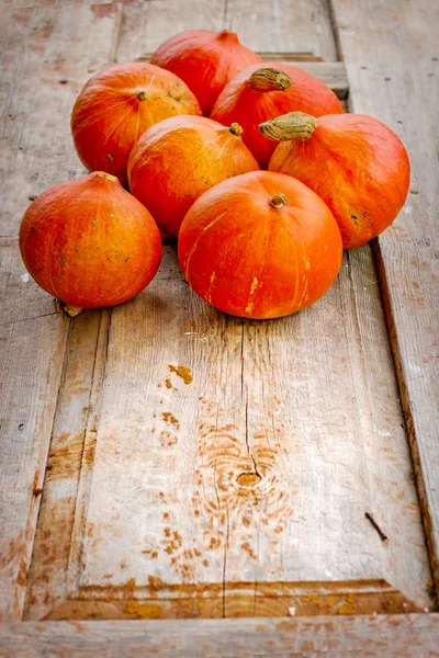 秋の草の新鮮なオレンジ カボチャ — ストック写真