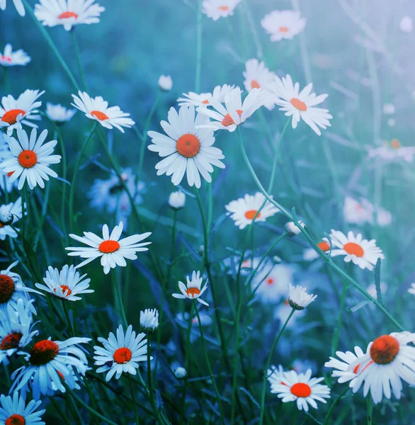 Camomilles Fleurs Blanches Sur Fond Clair — Photo