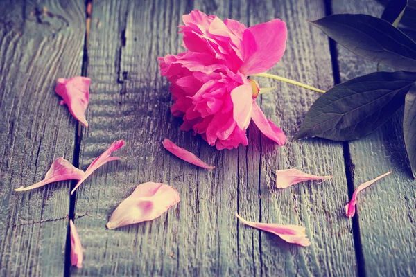 Rosa Blume Auf Rustikalem Holztisch — Stockfoto