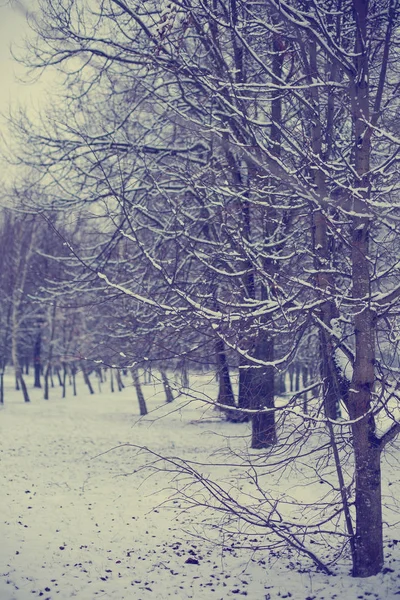 Vista Panoramica Alberi Spogli Nella Foresta Invernale — Foto Stock