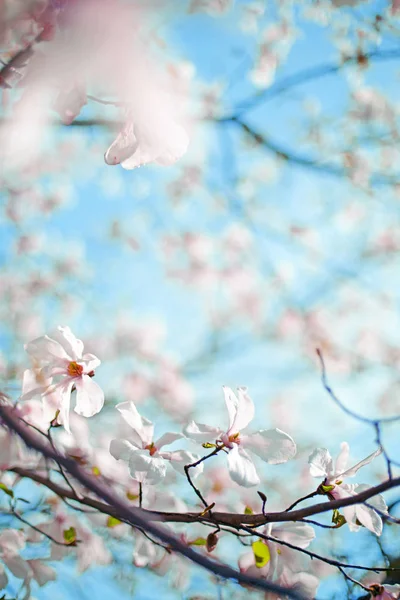 背景をぼかした写真にかわいい小さな花 — ストック写真