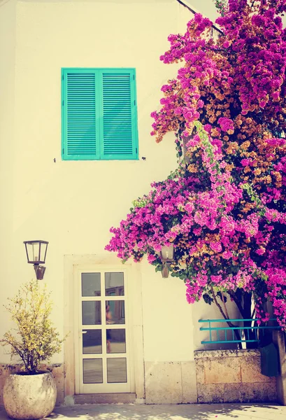 Árbol Rosas Suaves Edificio Fondo — Foto de Stock