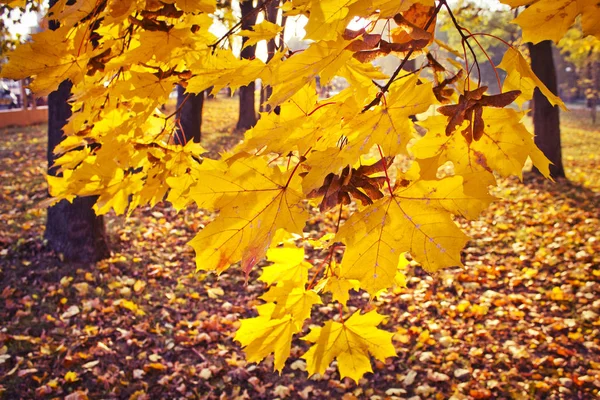 Scenic View Beautiful Autumn Golden Forest — Stock Photo, Image