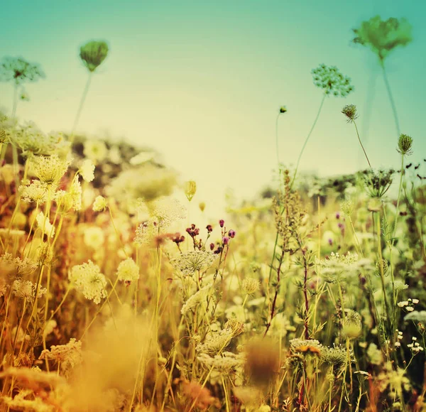 Jolies Petites Fleurs Sur Prairie Forestière — Photo