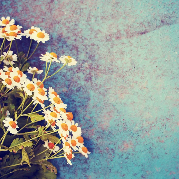 Mavi Boyalı Arka Plan Üzerinde Renkli Yumuşak Papatya Çiçekler — Stok fotoğraf