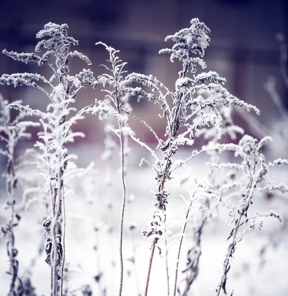 Detailní Pohled Zmrzlé Větve Sněhem — Stock fotografie