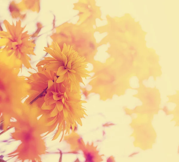 Gelbe Chrysanthemen Wachsen Sträuchern Garten — Stockfoto