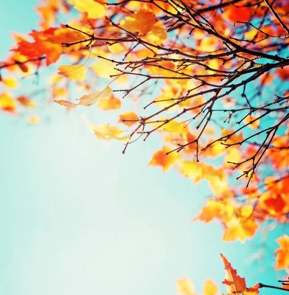 Onderaanzicht Van Prachtige Gouden Herfst Boomtakken — Stockfoto