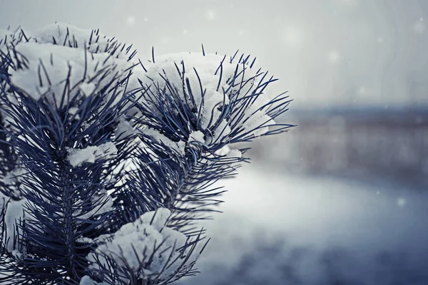 Closeup Fir Branch Sharp Needles Covered White Snow — Stock Photo, Image