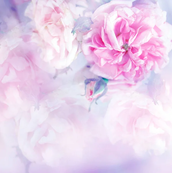 Närbild Elegant Rosa Pion Rosor — Stockfoto