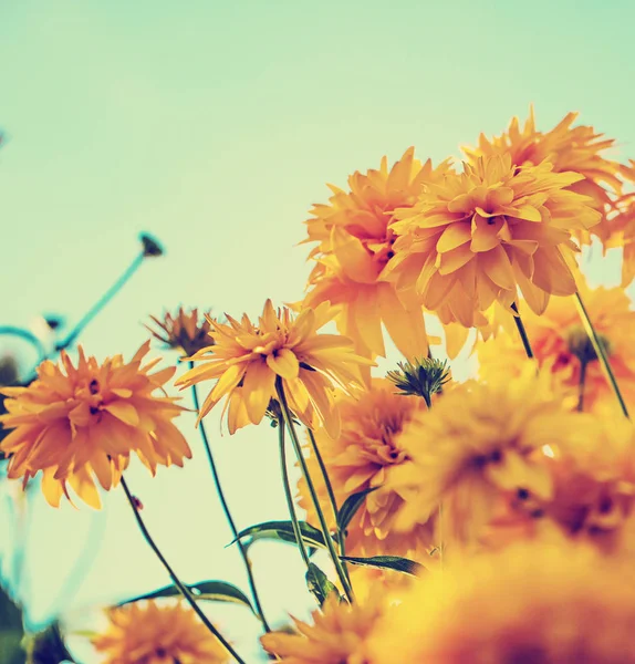 Yellow Chrysanthemums Growing Bushes Garden — Stock Photo, Image