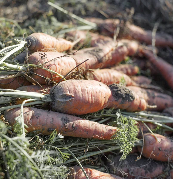 Raw and fresh carrots on ground in garden