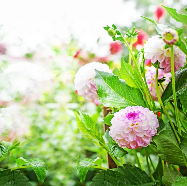 Növekszik Napfényt Garden Rózsaszín Krizantém — Stock Fotó