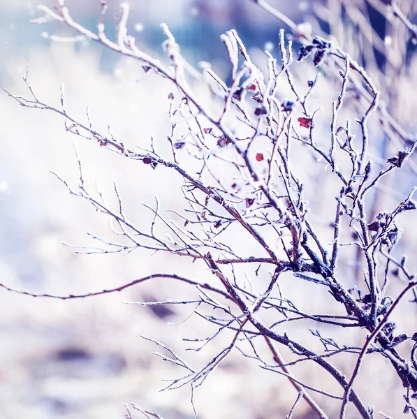 Vista Ravvicinata Dei Rami Ghiacciati Con Neve — Foto Stock