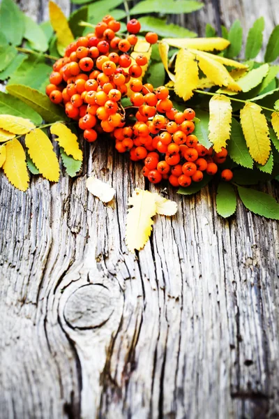 Thanksgiving Day Concept Wooden Background — Stock Photo, Image