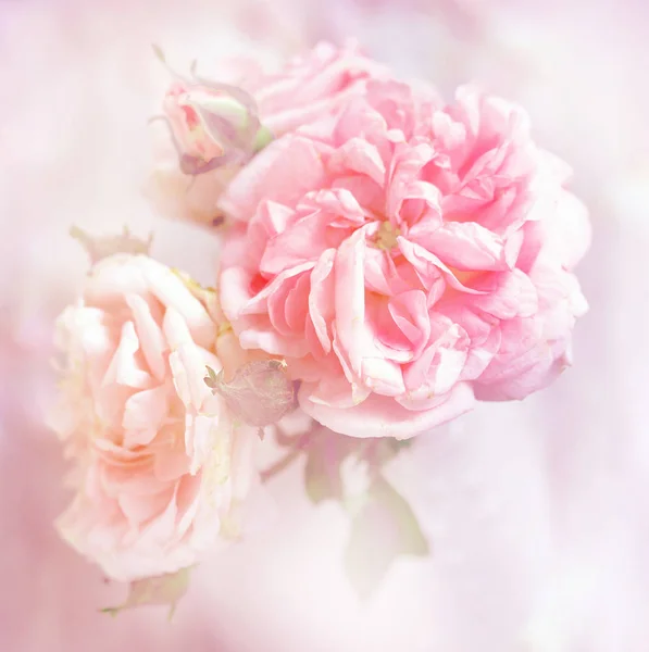 Närbild Elegant Rosa Pion Rosor — Stockfoto