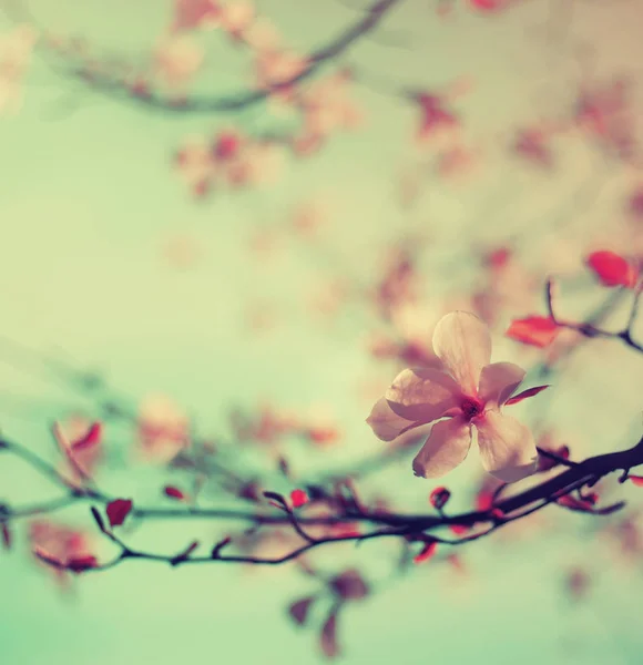 ぼかした背景に咲く木の花のクローズ アップ ビュー — ストック写真