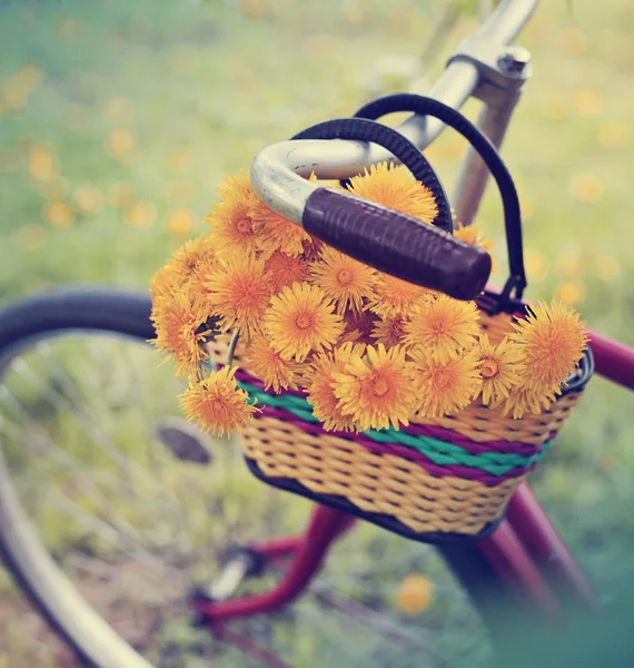 Closeup View Basket Dandelions Hanging Vintage Bicycle — Stock Photo, Image