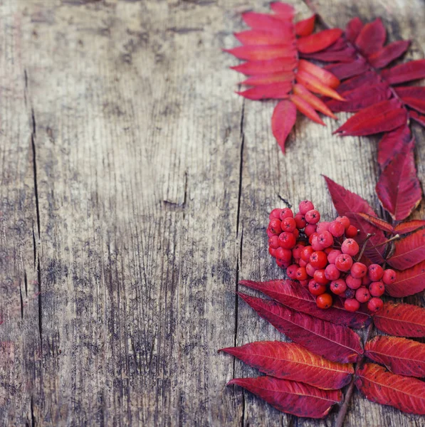 木製のテーブルに紅葉とベリーのトップ ビュー — ストック写真