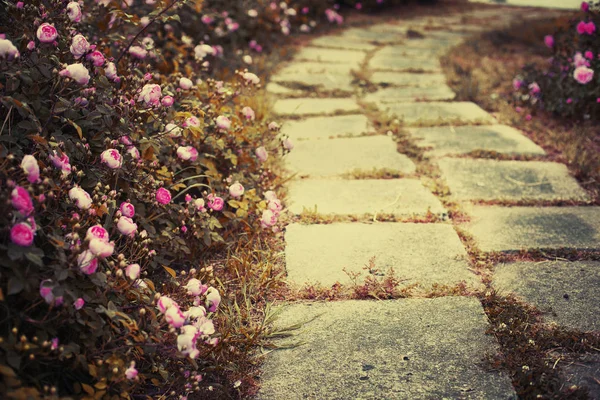 Caminho Jardim Com Arbustos Rosa Florescendo — Fotografia de Stock