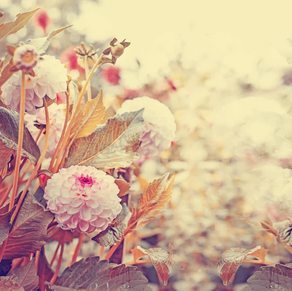 Крупный План Розовых Хризантем Растущих Саду — стоковое фото