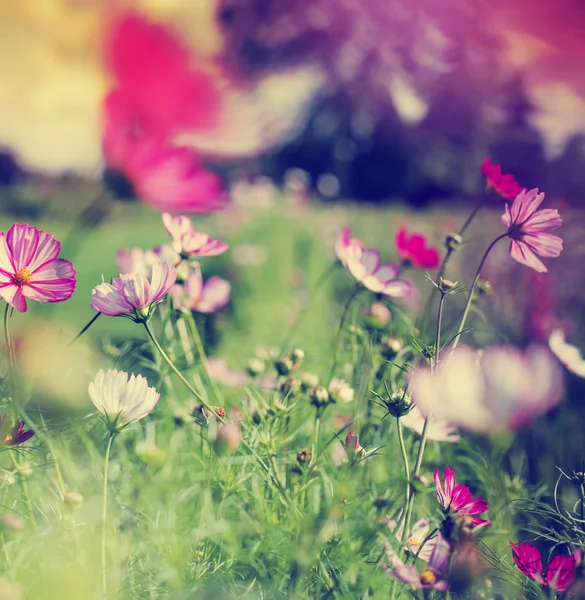 Söta Små Blommor Suddig Bakgrund — Stockfoto