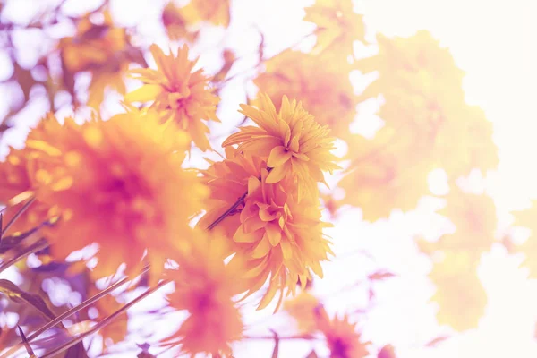 Crisantemos Amarillos Que Crecen Luz Del Sol Jardín —  Fotos de Stock