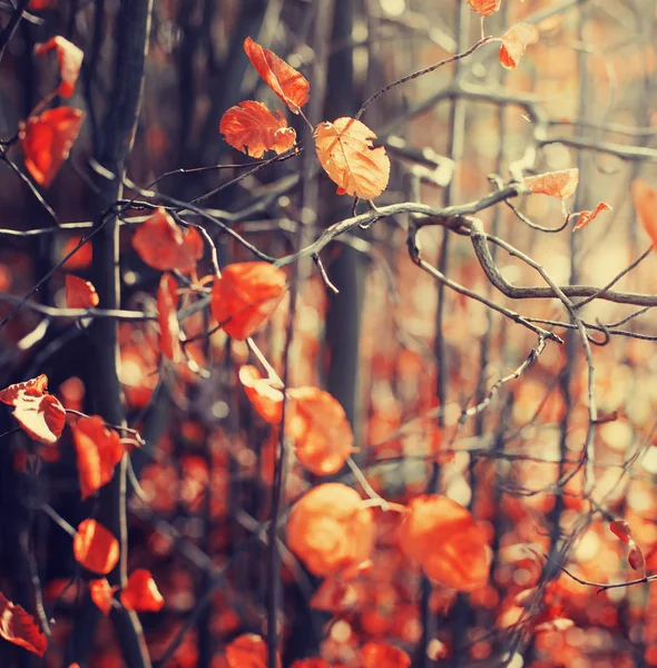 Vue Rapprochée Belles Branches Automne Forêt Dorée — Photo