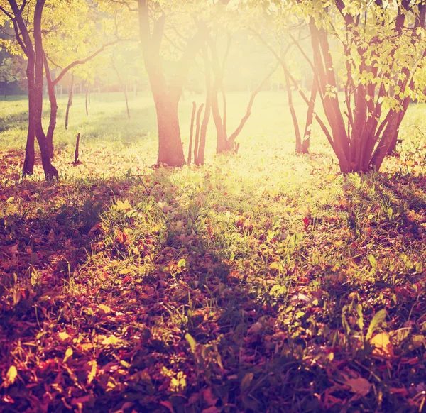 美しい秋の黄金森の風光明媚なビュー — ストック写真