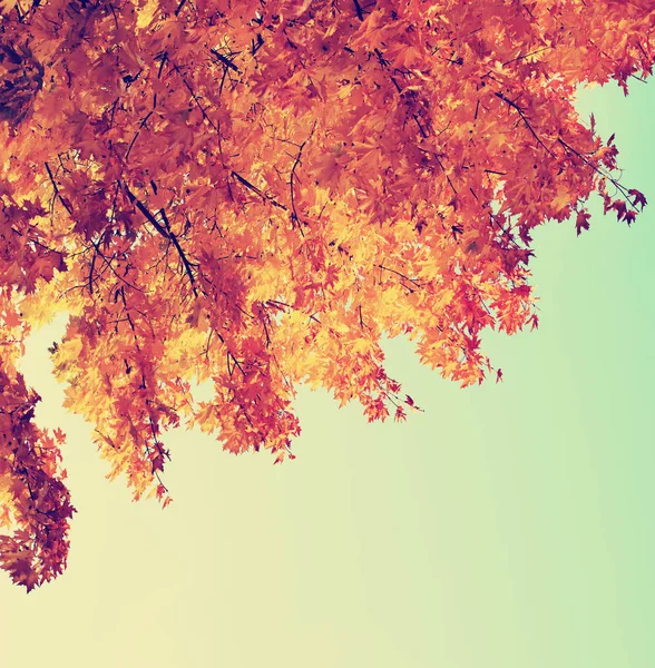 Gyönyörű Golden Őszi Ágai Alulnézet — Stock Fotó