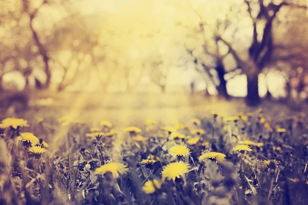 Желтые Одуванчики Траве Поле Винтажных Цветах — стоковое фото