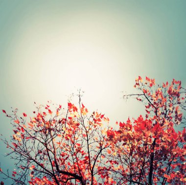 Alt görünümü güzel altın sonbahar ağaç dalları