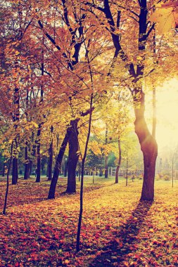 güzel sonbahar altın orman manzaralı görünüm