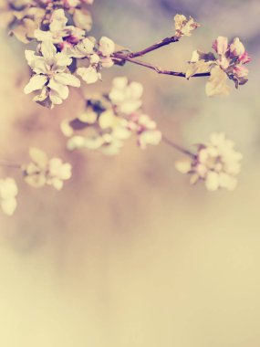 Arka plan bulanık şirin küçük çiçekler