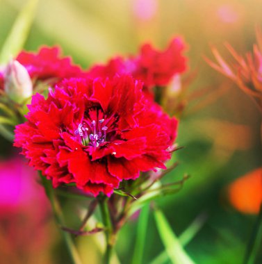 Arka plan bulanık güzel kırmızı çiçekler