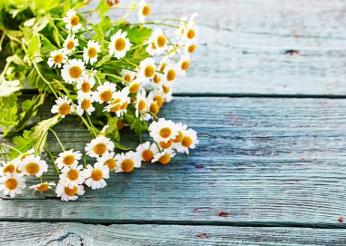 rustik ahşap masa üzerinde taze chamomiles buket